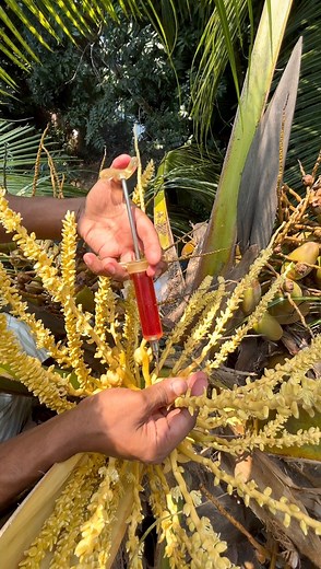 Frish Groth Injuction | Daily Fishing Life