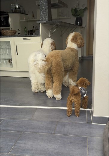 Ultimate Guide to Caring for Giant Poodles