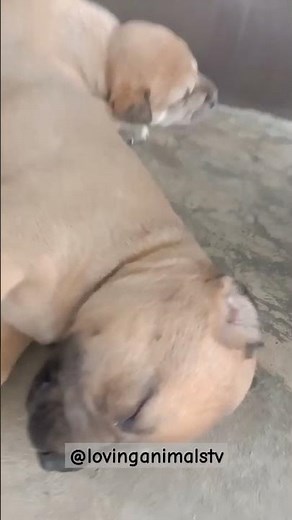 Oh Hello There! 👋🤗 SO CUTE SLEEPING ASPIN PUPPIES! #Philippines #aspin #dogshorts #cute #puppy