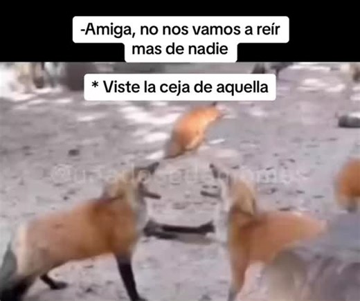 Memes de Animales Divertidos para Compartir