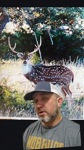 Axis Deer in Texas #axisdeer #exotichunting #jamesbigleyranches #Texas #texasdeer #deer #texashunting #landforsale #whitetail #whitetaildeer | James Bigley Ranches