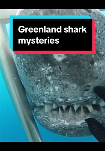 Greenland Shark: Arctic Apex Scavenger & Predator