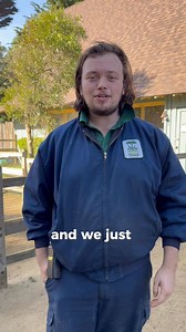 4.7K views · 280 reactions | New to the Family Farm! We welcomed a quartet of young male Babydoll sheep this week – two sibling pairs! Babydoll sheep may be small in stature, but big on personality! Stop by to see these rare breeds soon. | San Francisco Zoo | Facebook