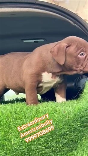 EXTRAORDINARY FULL RED AMERICAN BULLY PUPPY IN INDIA #AMERICANBULLYININDIA #youtubeshorts #pets