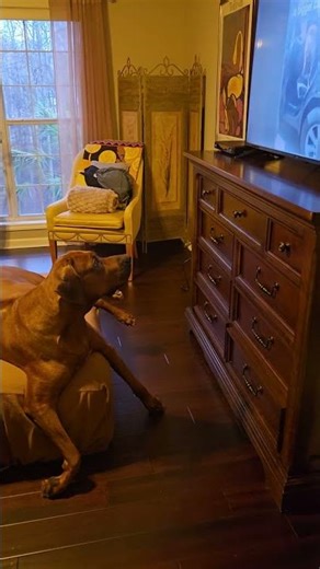 Mashaba the Rhodesian Ridgeback Watches Himself on TV.
