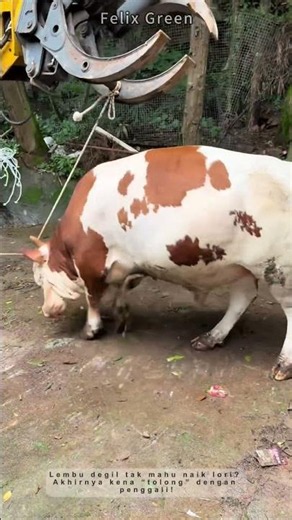 Cara unik pindahkan lembu dengan bantuan penggali!
