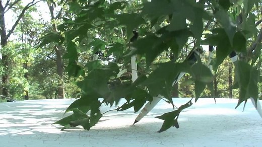 Tim Knowles "Tree Drawing - Acer Olivaceum #1," 2011