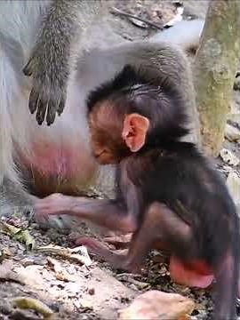 Baby Monkey Really Trying To Hug Mom And Walk #wildlifeentertainment #babymonkeys #entertaining
