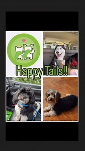 💚🧡 Happy Tails Alert!! 🧡💚 🐶🐱PawBoost loves to share happy endings!! 📣 Want to hear about more heartwarming reunions? Check our blog for more Happy Tails -> https://www.pawboost.com/blog/categories/happy-tails/ Lost or found a pet? Report it to PawBoost here: https://www.pawboost.com/l/rpl #pawboost #LostAndFoundPets #PetReunion #Reunited #TikTokPets #lostcats #lostdogs #reunion #happytails #pawboosthappytails #DogReunion #CatReunion #powerofcommunity #dogs #pets #cats #dogsofinstagram #ca