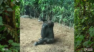 12K views · 505 reactions | It’s #WorldGorillaDay! What better way to...