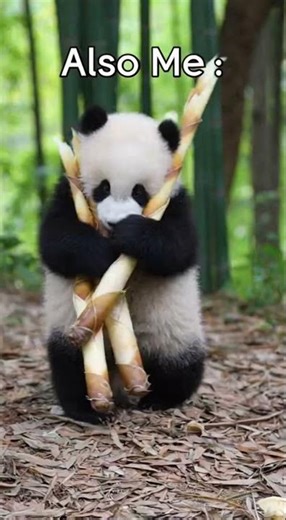 Me at the All-You-Can-Eat Buffet... 🍽️🐼 #shorts