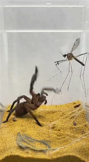 Spider Attacks Phantom Crane Fly | Wild Insect Behaviour 🕷️🦟