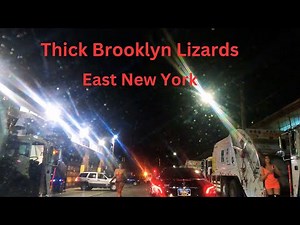 Thick Brooklyn Lizards - East New York 4K