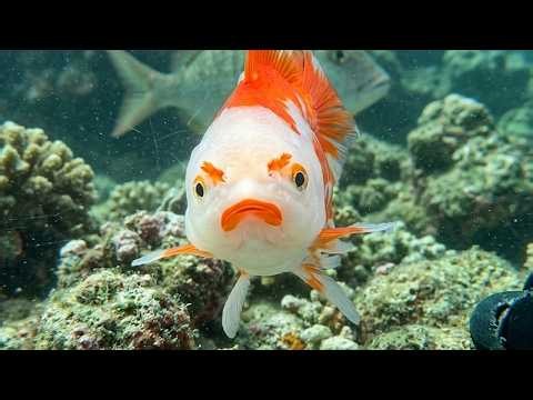 I Thought Fish Couldn't Be Funny... Until I Caught THIS on Camera!🤣