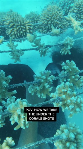 BTS of how we take under the coral shots featuring @matahidrollet ⚡️ #foryou #POV #coralgardeners #savethereef