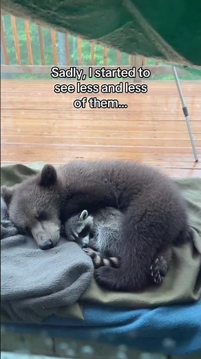 Racoon saves cub #animals #wholesome