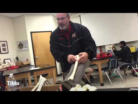 SKELETAL BONE LAB TEST