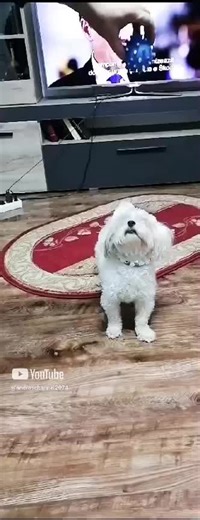 Bichon maltese playing! TikTok