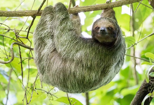 The Incredible Reason Sloths Grow Algae on Their Fur