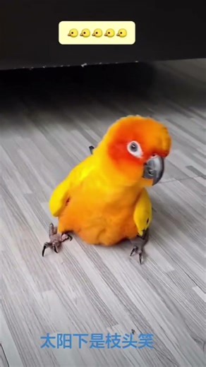 Connie’s Sun Conure Mania: The Morning Boogie! ☀️ #shortspets