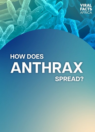 How does #anthrax spread, and what are the symptoms? Your questions answered 👇🏿 #ViralFactsAfrica Viral Facts Africa | World Health Organization African Region
