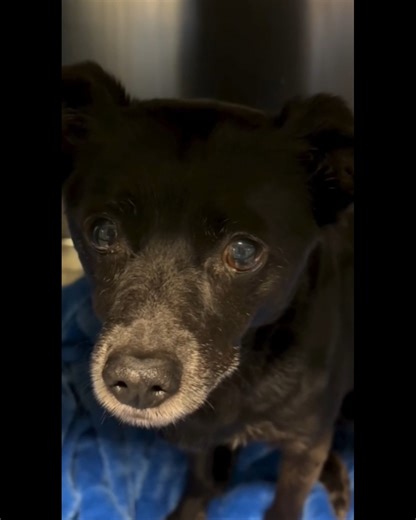 The rainy days have made the shelter feel EXTRA quiet this weekend… but the dogs are still waiting with hopeful eyes and tail wags as you can see. If you’ve been thinking about adopting a dog this is your sign. Let today be the day you decide to change a life. - @spinrundogs In order of appearance: Honey A1235071 Kennedy A1235625 Cain A1234382 Stripes A1234557 Chance A1234864 Stardust A1231396 Ollie A1235300 (black & white) Sassy A1235791 Sora A1235599 Cecilia A1235041 Muk A1234167 No kennel car