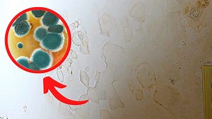 How to Prevent and Remove Mold at Home
