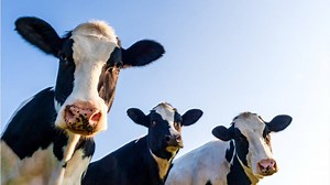 Russian experiment hopes to reduce cow anxiety with VR headset - National | Globalnews.ca