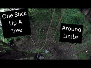 How To One Stick Up A Tree And Around Limbs