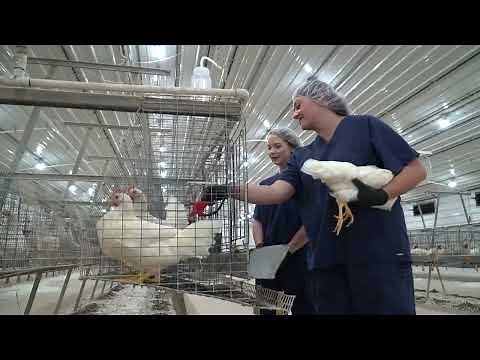 Poultry Science - Research