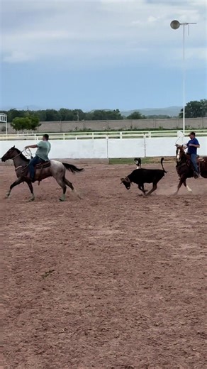 3 brincos perdidos #teamroping #caballos #chihuahua #lazodoble #vaquero #horse #roping
