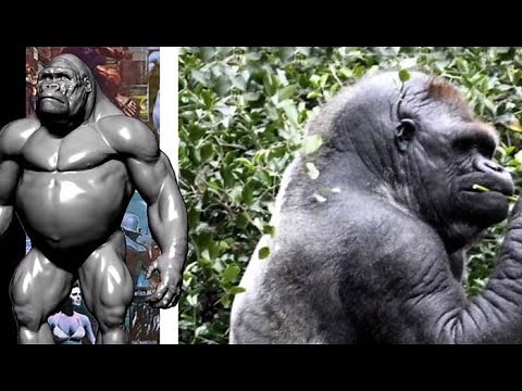Biggest Bald Gorilla In The World