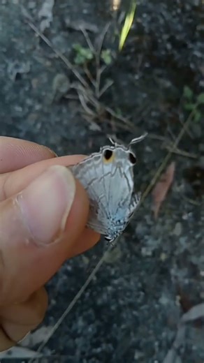 #butterfly catching#short video