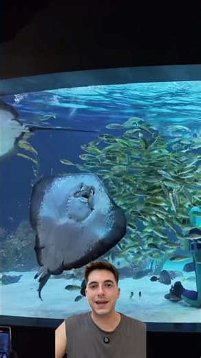 Stingray eats live fish 😱 #fishing #curiosities #fish #animals #nature #beach #sea