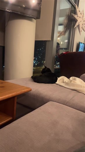 Constanza (@technically.a.tech)’s videos with Cat Attraction Sounds - catmi7