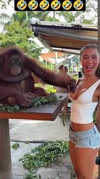 Ultimate Funny Animal Compilation 2026...#animalshorts #entertaininganimals#animallife #funnyanimals