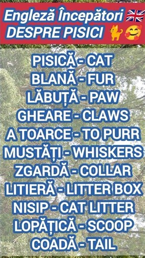 🇬🇧👨🏼‍🏫 Învață ENGLEZA în 30 de secunde! Vocabular Pisicesc pentru Începători 🐈🐱 #engleza #pisici