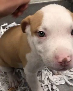 5.2K views · 169 reactions | There are four puppies still available today. Come meet Wafer! Reserve your spot here: www.columbushumane.org/adopt | Columbus Humane | Facebook