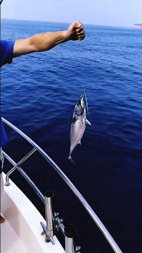 Tuna bonito ) #fishing