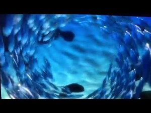 Finding Nemo screensaver school of fish