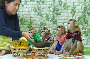 43K views · 2.8K reactions | Big dinner Pumpkin goid tasty monkey Vola Voka Voya & Kevin dream snack | Monkey Kevin | Facebook