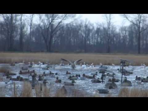 Separating Decoys According to Species