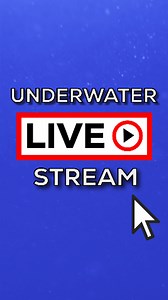 The Issaquah Salmon Hatchery is open dawn to dusk or you can check out the salmon on our underwater livestream camera at https://bit.ly/IssaquahSalmonCam | FISH (Friends of the Issaquah Salmon Hatchery)