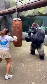She Hits BETTER...But Gorilla Hits HARDER 💪🏻🤯🦍🔥
