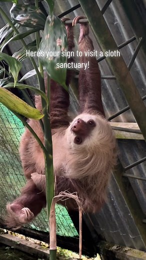Exploring the Sloth Sanctuary in Monteverde, Costa Rica