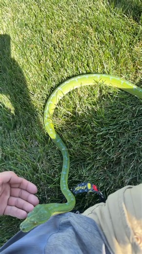 Meet Zucchini, the Green Tree Python Puppy | Cute Reptile Video