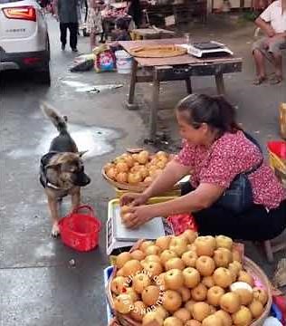Amazing dog going shopping at the market.