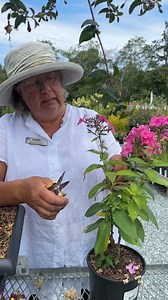 5.5K views · 60 reactions | Is it time to prune your perennials? Learn how to prune your perennial plants for gorgeous summer growth and to keep them healthy. It's ok to cut branches and leaves that aren't looking great or have gotten too leggy. Check out our vid for more tips! | West Coast Gardens | Facebook
