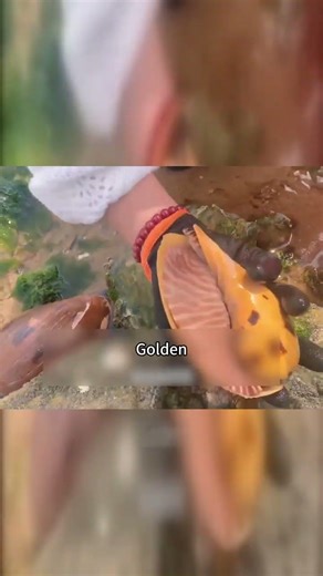 The Golden Conch Bigger Than My Face - And How It Made Me Rich