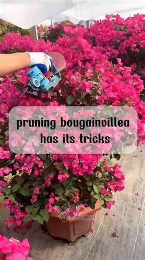 Alam nyo ba na hindi lang mga gulay ang pagpo-pruning, pati rin ang Bougainvillia para mamulaklak ito ng marami. | Halaman Kaalaman